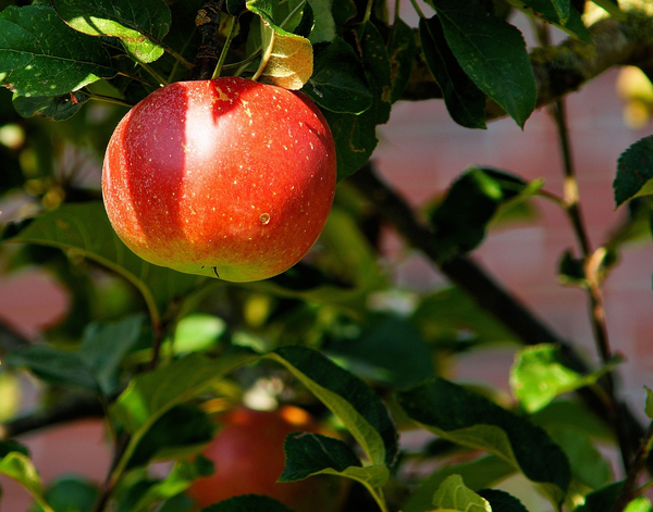 fruit supplyGlobal fresh fruit and cold chain distribution