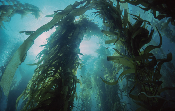 Seaweed and others