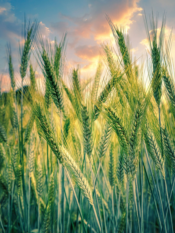 Grain and oil supplyGlobal raw material and edible oil configuration