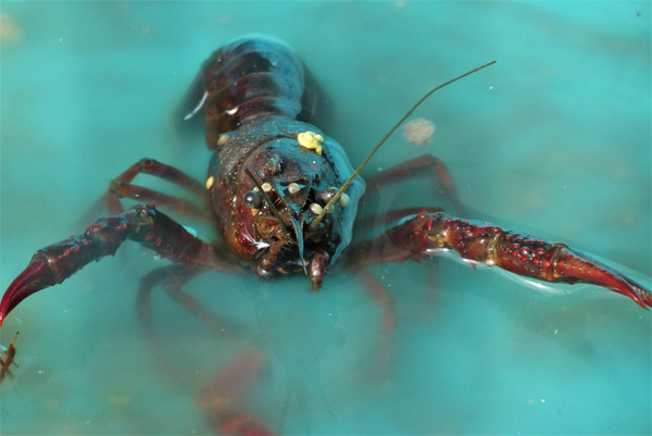 Lobster & Prawns