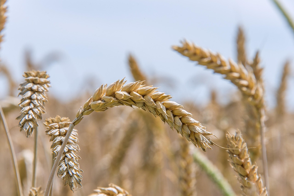 Wheat and corn